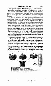 BULLETIN DE LA SOCIETE GEOLOGIQUE DE FRANCE 1852_000430